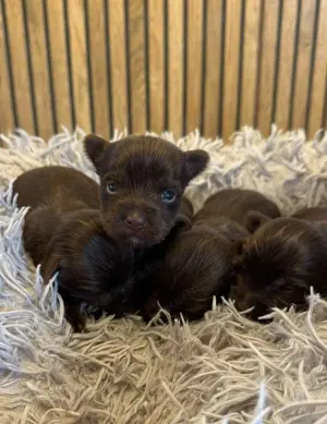 Étcsoki yorkshire terrier 