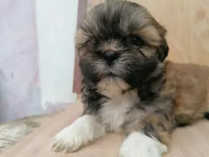 Shih-tzu kiskutyák költöznének 