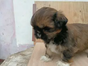 Shih-tzu kiskutyák költöznének  - kép 2