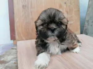 Shih-tzu kiskutyák költöznének  - kép 4