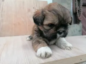 Shih-tzu kiskutyák költöznének  - kép 3