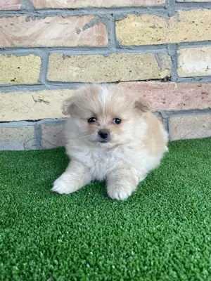 Pomeraniai törpespitz kiskutyák