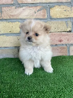 Pomeraniai törpespitz kiskutyák - kép 2