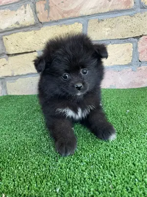 Pomeraniai törpespitz kiskutyák - kép 4