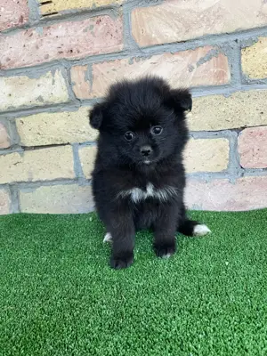 Pomeraniai törpespitz kiskutyák - kép 3