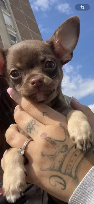 Extra mini csivava kisfiú 