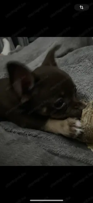Extra mini csivava kisfiú  - kép 9