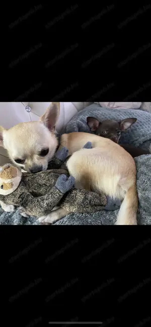 Extra mini csivava kisfiú  - kép 10