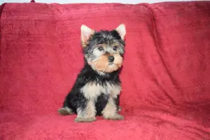Yorkshire terrier Yorki kisfiú kutya eladó