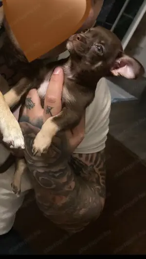 Extra mini csivava kisfiú  - kép 3