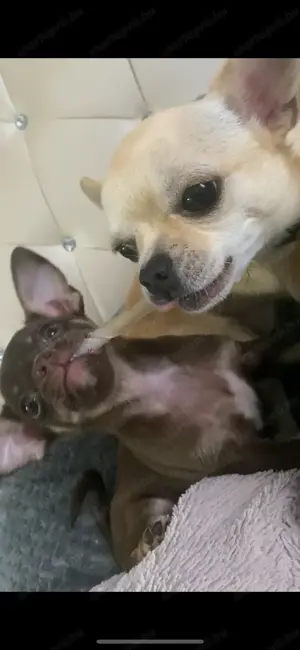 Extra mini csivava kisfiú  - kép 11