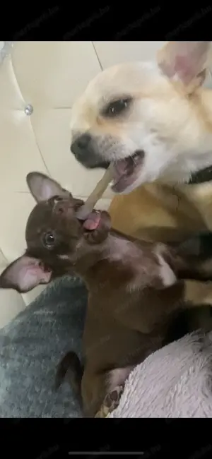 Extra mini csivava kisfiú  - kép 6