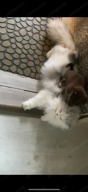 Extra mini csivava kisfiú  - kép 12
