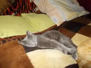Orosz Kék cicusok eladó - kép 4