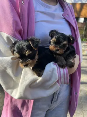 Yorkshire terrier kölykök 