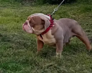 Minőségi, ritka : Lila- Ten , fajtatiszta, gyönyörű Angol bulldog kan