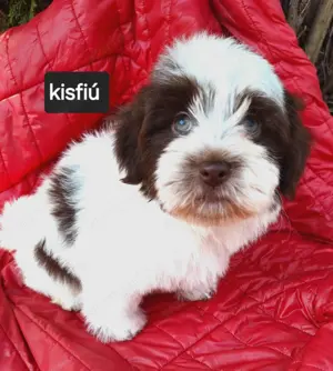 Csokoládé csodaszép kisfiú és tricolor csodaszép kisfiú törzskönyvezett szülöktöl! - kép 2