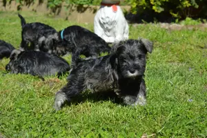 Törpe schnauzer törzskönyvezett kölykök