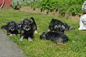 Törpe schnauzer törzskönyvezett kölykök - kép 2