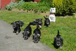 Törpe schnauzer törzskönyvezett kölykök - kép 5