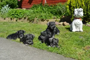 Törpe schnauzer törzskönyvezett kölykök - kép 4