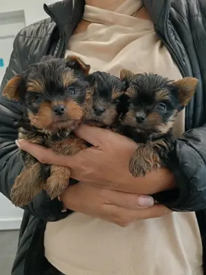 Eladó mini yorki vérebek