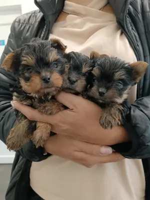 Eladó mini yorki vérebek - kép 3