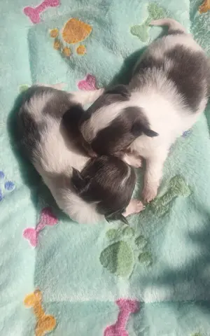 Csivava kislányok - Chihuahua Blue-White Color - kép 6