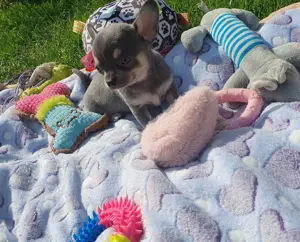 Csivava Kék-Tan Chihuahua Blue-Tan Girl