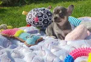 Csivava Kék-Tan Chihuahua Blue-Tan Girl - kép 2