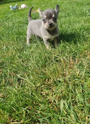 Csivava Kék-Tan Chihuahua Blue-Tan Girl - kép 5