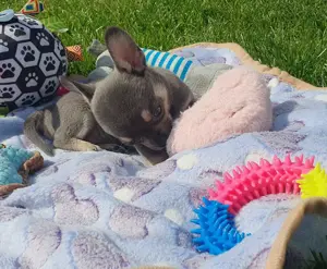 Csivava Kék-Tan Chihuahua Blue-Tan Girl - kép 3