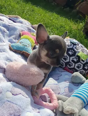 Csivava Kék-Tan Chihuahua Blue-Tan Girl - kép 8