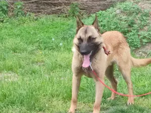 Malinois ,német juhász ,németjuhász,mali - kép 9