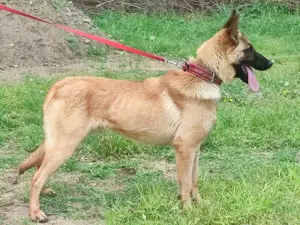 Malinois ,német juhász ,németjuhász,mali - kép 5