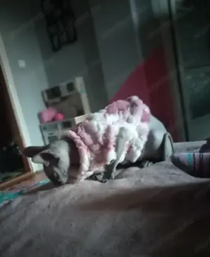 Szfinx macska gazdit keres. - kép 5
