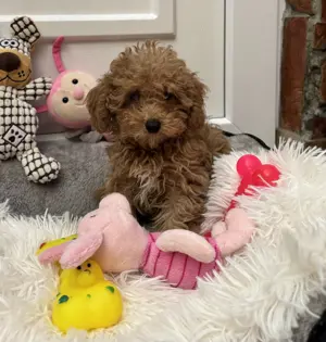 Toy uszkár kislány gazdiját keresi  - kép 6
