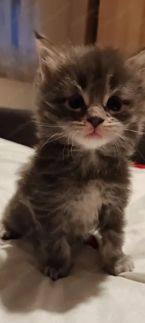 Main Coon kicsik már csak kettő kék cica foglalható 