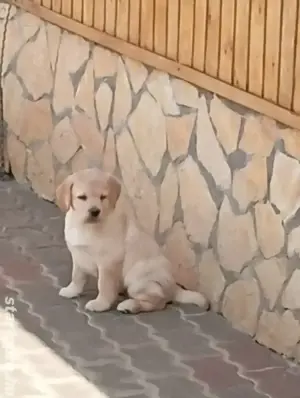 Labrador retriever 