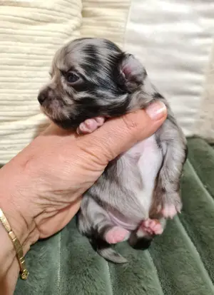 Apró csivava babyk foglalhatók! - kép 8