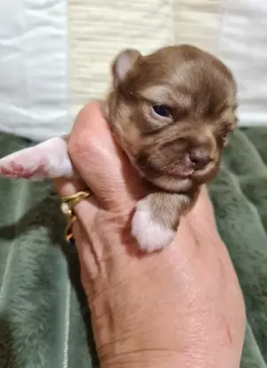 Apró csivava babyk foglalhatók! - kép 6