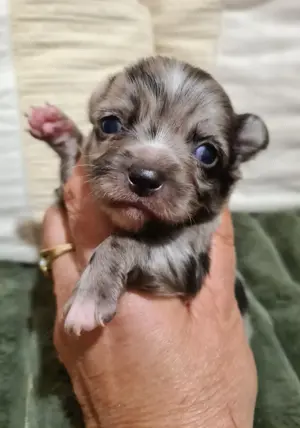 Apró csivava babyk foglalhatók! - kép 5