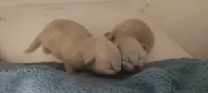 Ragdoll cicák előjegyezhetőek 