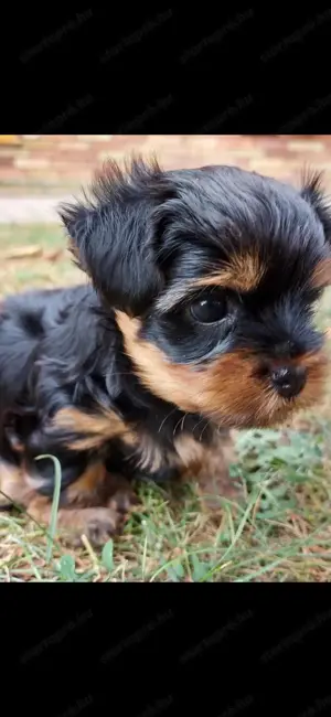 Yorkshire terrier kiskutyák 