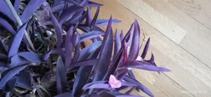 Gyönyörű virágzó bíbor pletykák virágládában