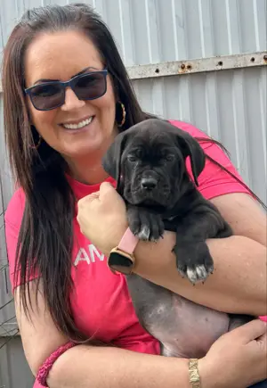 Cane Corso fekete kiskutyák