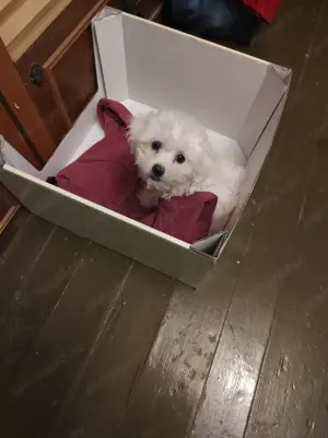 Maltipoo kiskutyák eladók ritka színekben is! - kép 3