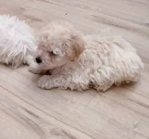 Maltipoo kiskutyák eladók ritka színekben is! - kép 4