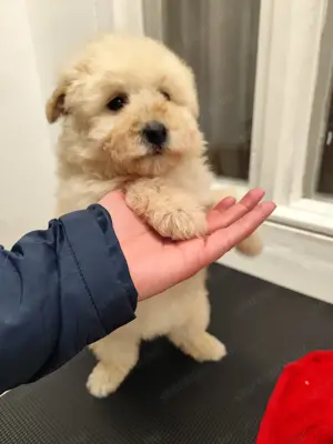 Maltipoo kiskutyák eladók ritka színekben is! - kép 5