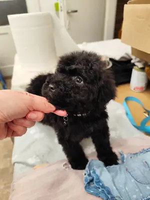 Maltipoo kiskutyák eladók ritka színekben is! - kép 6
